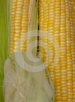 Yellow Corn skin pretty