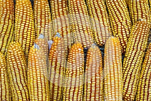 Yellow Corn are Staple Ingredient for Livestock.