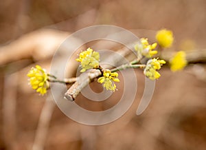 Yellow cornelian cherry blossoms in spring