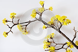 Yellow Cornelian cherry, European cornel or dogwood - bloomig tr