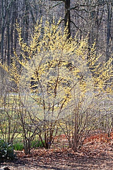Yellow Cornelian Cherry Tree photo