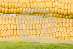 Yellow corns background