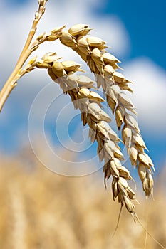 Yellow corny field with blue sky and white clouds in the summer- czech agriculture - ecological farming