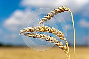 Yellow corny field with blue sky and white clouds in the summer- czech agriculture - ecological farming and corn