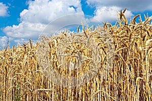 Yellow corny field with blue sky and white clouds in the summer- czech agriculture - ecological farming and corn plant photo