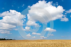 Yellow corny field with blue sky and white clouds in the summer - czech agriculture - ecological farming and corn plant