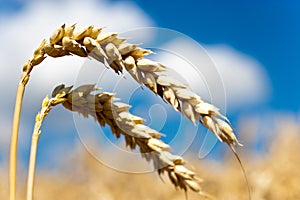 Yellow corny field with blue sky and white clouds in the summer - czech agriculture - ecological farming and corn plant