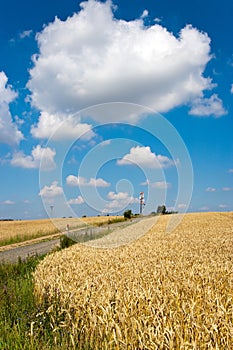 Yellow corny field with blue sky and white clouds in the summer- czech agriculture - ecological farming and corn photo