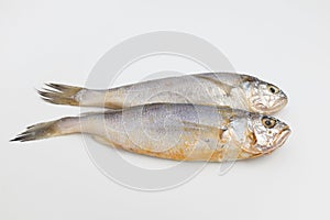 Yellow corvina on white background