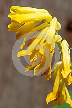 Yellow corydalis (pseudofumaria lutea) flowers