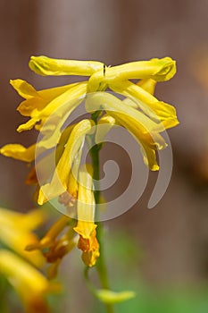 Yellow corydalis (pseudofumaria lutea) flowers