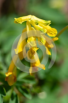 Yellow corydalis (pseudofumaria lutea) flowers