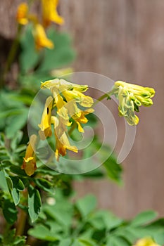 Yellow corydalis (pseudofumaria lutea) flowers