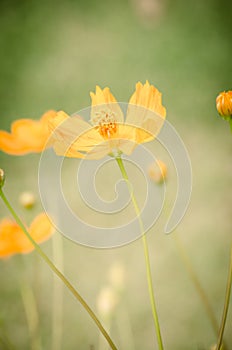 Yellow cosmos