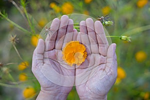 Yellow Cosmos bipinnatus flowers Garden cosmos or Mexican aster in woman hand on blurred colorful nature background