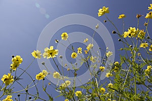 A yellow cosmos bush in the sunlight