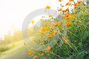 yellow cosmos or Cosmos sulphureus