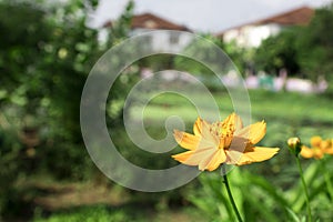 Yellow cosmos or Cosmos sulphureus, sulfur cosmos