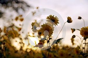 Yellow cosmos with evening light