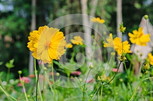 Yellow Cosmos flower