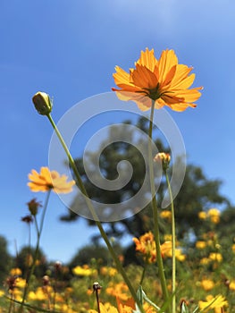 Yellow Cosmos flower against blue sky