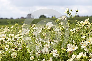 yellow cosmos flower blooming in the field