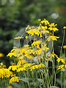 Yellow Cosmos flower blooming springtime in garden on blurred of nature background