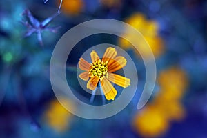 Yellow cosmos flower with blue background photo