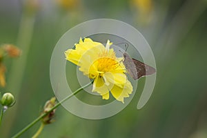 Yellow Cosmos flower