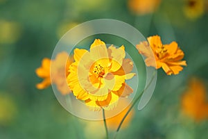 Yellow cosmos flower