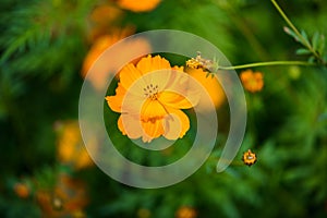 Yellow cosmos flower,Comos spp,Compositae