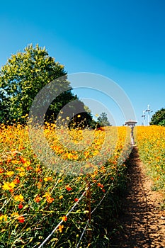 Yellow cosmos flower field at Olympic park in Seoul  Korea