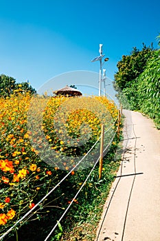 Yellow cosmos flower field at Olympic park in Seoul  Korea