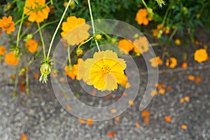 Yellow cosmos flower in the garden