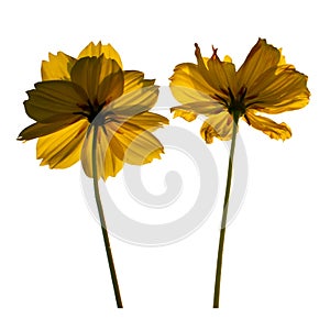 Yellow cosmos flower isolated on white