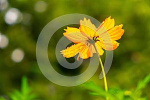 Yellow Cosmos flower on rainy day