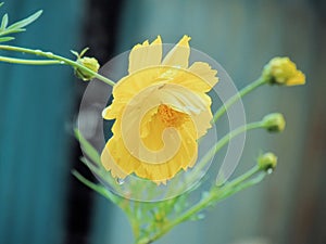 Yellow Cosmos flower with water drops on the flowers and refresh