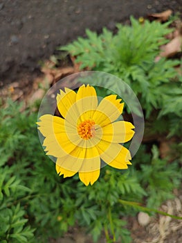 Yellow Cosmos Flower photo