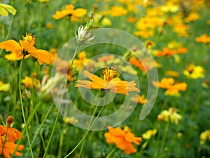 Yellow cosmos flowers