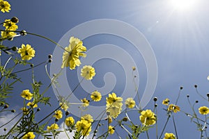 Yellow cosmos flowers against blue sky background