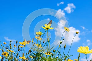 Yellow cosmos flowers against the bright blue sky