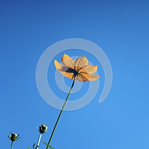 Yellow cosmos flowers against the bright blue sky