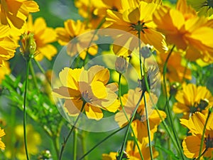 Yellow Cosmos flowers blooming in the field on sunny day.