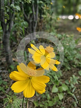 yellow cosmos flowers in the garden