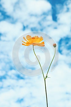 yellow cosmos flowers with white and blue sky background