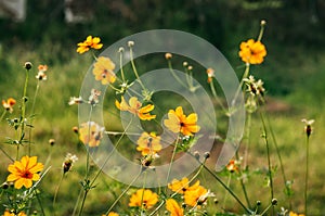 Yellow Cosmos, Sulfer Cosmo in green field on sunny day