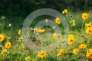 Yellow Cosmos, Sulfer Cosmo in green field on sunny day