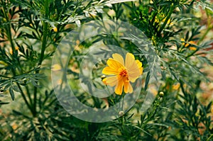 Yellow Cosmos, Sulfer Cosmo on sunny day close up shot