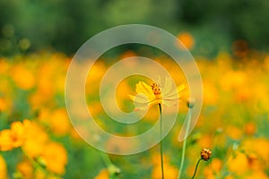 Yellow Cosmos sulphureus Cav. in garden.