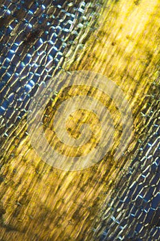 Yellow costa of a Diphyscium moss leaf